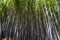 Japan, Kyoto, Arashiyama, view of the bamboo forest