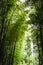 Japan, Kyoto, Arashiyama, view of the bamboo forest