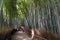 Japan, Kyoto, Arashiyama, view of the bamboo forest