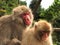 Japan Macaques