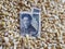 Japan, maize consuming country, heap of corn grains and japanese banknote of 1000 yen