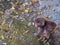 Japan monkey: small baby in a puddle