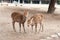 Japan Nara Deer Twins