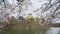 Japan Osaka castle with cherry blossom. Japanese spring view.