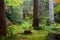 Japan park with boulders and moss. Panorama of rockery rock garden. gardening background panoramic view. gardener backyard design