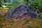 Japan park with boulders. Panorama of rockery rock garden. gardening background panoramic view. gardener backyard design element