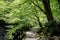 Japan Path Park Tree Shade