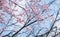 Japan pink cherry blossoms