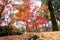Japan red maple leaves in japanese garden, Eikando Temple Kyoto, Japan autumn season