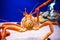 Japan\'s giant spider crab