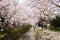 Japan sakura