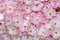 Japan sakura - floral background