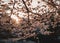 Japan Sakura flower Cherry blossom sunset at Castle Spring season Nature background