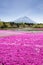 Japan Shibazakura Festival with the field of pink moss of Sakura or cherry blossom with Mountain Fuji Yamanashi