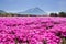 Japan Shibazakura Festival with the field of pink moss of Sakura or cherry blossom with Mountain Fuji Yamanashi, Japa