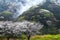 Japan sightseeing trip. Cherry blossoms in full bloom on a rainy day.