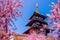 the Japan spring landscape. Cherry blossoms