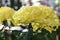 Japan travel information. Chrysanthemums are the representative flower of Japan.
