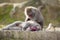 Japan Traveling Concepts. Natural Portrait of Relaxing Japanese Macaques at Arashiyama Monkey Park Iwatayama in Kyoto, Japan