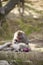 Japan Traveling Concepts. Natural Portrait of Relaxing Japanese Macaques at Arashiyama Monkey Park Iwatayama in Kyoto, Japan