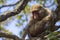 Japan Unique Concepts. Animalistic Portrait of Mature Japanese Macaque On Tree at Arashiyama Monkey Park Iwatayama in Kyoto, Japan