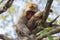 Japan Unique Concepts. Animalistic Portrait of Sleeping Japanese Macaque On Tree at Arashiyama Monkey Park Iwatayama in Kyoto,