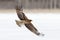 Japan Wildlife. Black kite fly, Milvus migrans, sky during snow winter. Snowy day. Bird on the meadow.