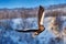 Japan winter wildlife. Sea bird on the ice. Steller\\\'s sea eagle, bird with white snow, Hokkaido, Japan.