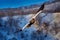 Japan winter wildlife. Sea bird on the ice. Steller\\\'s sea eagle, bird with white snow, Hokkaido, Japan.