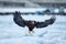 Japan winter wildlife. Sea bird on the ice. Steller\\\'s sea eagle, bird with white snow, Hokkaido, Japan.