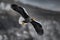 Japan winter wildlife. Sea bird on the ice. Steller\\\'s sea eagle, bird with white snow, Hokkaido, Japan.