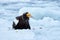 Japan winter wildlife. Sea bird on the ice. Steller\\\'s sea eagle, bird with white snow, Hokkaido, Japan.