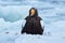 Japan winter wildlife. Sea bird on the ice. Steller\\\'s sea eagle, bird with white snow, Hokkaido, Japan.