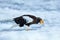 Japan winter wildlife. Sea bird on the ice. Steller\\\'s sea eagle, bird with white snow, Hokkaido, Japan.