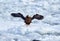 Japan winter wildlife. Sea bird on the ice. Steller\\\'s sea eagle, bird with white snow, Hokkaido, Japan.