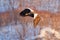 Japan winter wildlife. Sea bird on the ice. Steller\\\'s sea eagle, bird with white snow, Hokkaido, Japan.