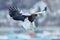 Japan winter wildlife. Sea bird on the ice. Steller\\\'s sea eagle, Haliaeetus pelagicusHokkaido, Japan.