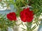 Japanase rose red color blooming nice