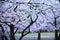 Japanese aesthetic flower Cherry blossom. It
