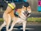 Japanese akita dog with a muzzle mouth guard and leash walking in the park