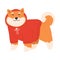 Japanese akita dog in red knitted sweater standing and feeling happy