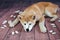 Japanese Akita Dog Resting On The Floor