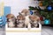 Japanese Akita-inu, akita inu dog puppys sits on a the New Year`s background