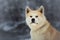 Japanese Akita Inu Dog