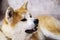 Japanese akita inu dog resting on floor at home.  Ginger akita dog laying down at living room