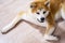 Japanese akita inu dog resting on floor at home.  Ginger akita dog laying down at living room