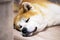 Japanese akita inu dog resting on floor at home.  Ginger akita dog laying down at living room