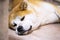 Japanese akita inu dog resting on floor at home.  Ginger akita dog laying down at living room