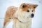 Japanese Akita Inu dog winter background. ginger japanese dog resting outdoors on a snowy winter day