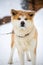Japanese Akita Inu dog winter background. ginger japanese dog resting outdoors on a snowy winter day